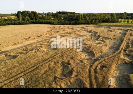 Eine reife und goldene Ernte Feld nach starken Winden und regen in sommerlichen estnischen Landschaft am Abend, Nordeuropa. Stockfoto