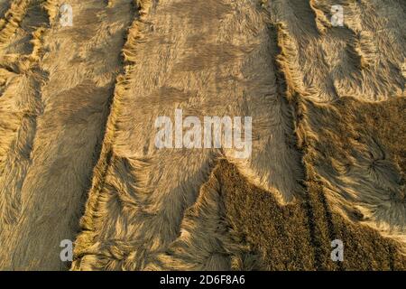 Eine reife und goldene Ernte Feld nach starken Winden und regen in sommerlichen estnischen Landschaft am Abend, Nordeuropa. Stockfoto