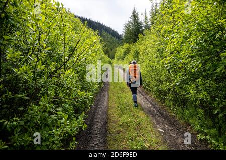 Rückansicht eines nicht erkennbaren Touristen mit Rucksack, der alleine unterwegs ist Schmaler Weg führt durch grünen üppigen Wald während der Wanderung in Sommerzeit in Britis Stockfoto