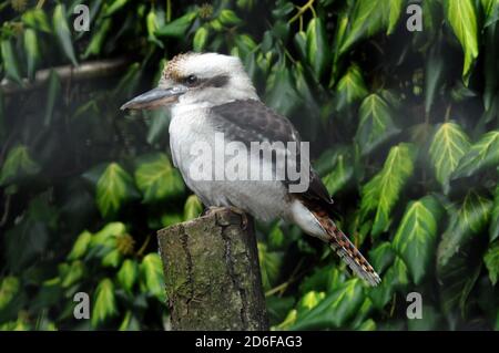 KOOKABURRA Stockfoto