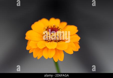 Nahaufnahme der orangefarbenen Zinnia-Blume vor einem verschwommenen Hintergrund. Stockfoto