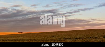 Deutschland, Mecklenburg-Vorpommern, Getreidefeld, Abendhimmel Stockfoto