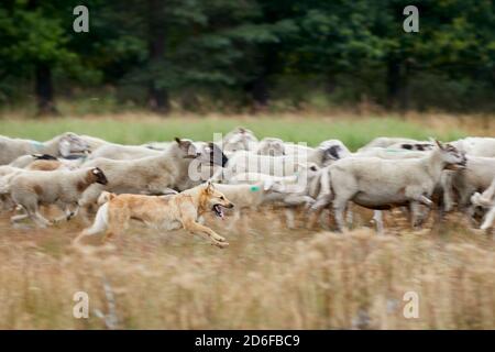 Hund, Deutscher Schäferhund, Hüterhund, braun, laufen Stockfoto
