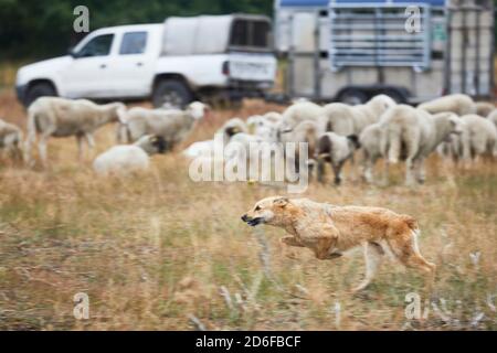 Hund, Deutscher Schäferhund, Hüterhund, braun, laufen Stockfoto