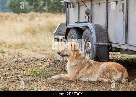Hund, Deutscher Schäferhund, Herdenhund, braun Stockfoto