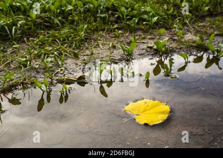 Ein gefallenes Blatt in einer Pfütze im Herbst Stockfoto