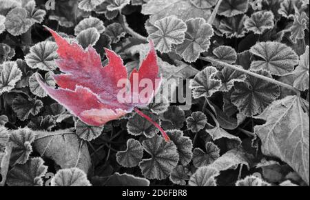 Ein Ahornblatt im Winterfrost. Stockfoto