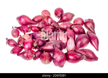 Dunkelrote Zwiebelzwiebeln zum Pflanzen im Boden. Studio Foto Stockfoto