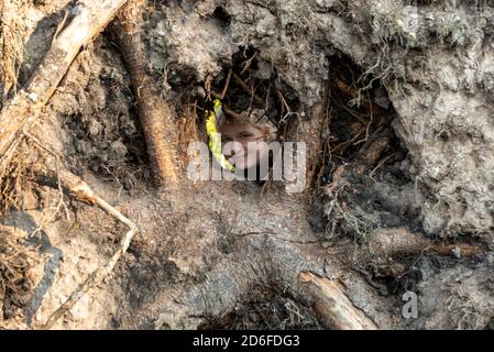 Deutschland, Niedersachsen, Oberharz, Harz, Nationalpark Harz, Mädchen guckt durch die Wurzeln eines gefallenen Baumes Stockfoto