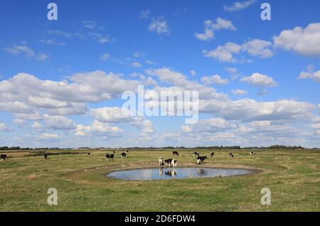 Kühe grasen an einem Wasserloch, Nordstrand, Nordsee Stockfoto