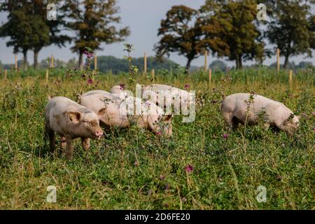 Kamp-Lintfort, Nordrhein-Westfalen, Deutschland - Bio-Landwirtschaft NRW, Bio-Schweine, Weideschweine, Freilandschweine leben auf dem Bioland-Bauernhof Frohnenbruch das ganze Jahr über an der frischen Luft, als Wetterschutz gibt es nur eine offene Schutzhütte. Stockfoto