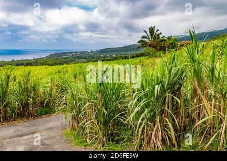 Zuckerrohrplantage, Saint-Philippe, Reunion Island, französisches Überseegebiet, Frankreich, Afrika, Indischer Ozean Stockfoto