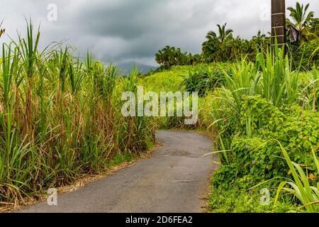 Zuckerrohrplantage, Saint-Philippe, Reunion Island, französisches Überseegebiet, Frankreich, Afrika, Indischer Ozean Stockfoto