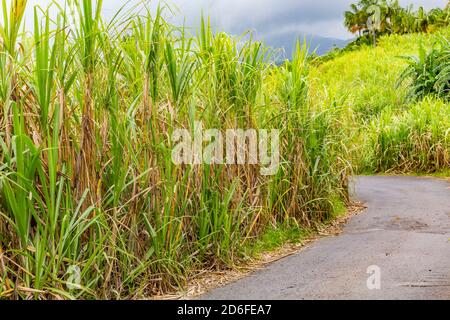 Zuckerrohrplantage, Saint-Philippe, Reunion Island, französisches Überseegebiet, Frankreich, Afrika, Indischer Ozean Stockfoto