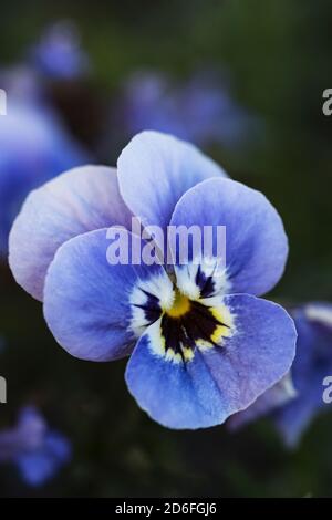 Pansy, Viola wittrockiana, Nahaufnahme Stockfoto