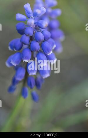 Armenische Traubenhyazinthe, Muscari armeniacum Stockfoto