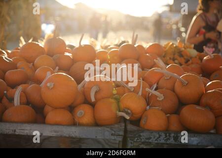 Herbst-Festival in Underwood Farms, Moorpark, Kalifornien, USA Stockfoto