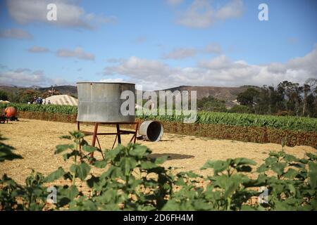 Herbst-Festival in Underwood Farms, Moorpark, Kalifornien, USA Stockfoto