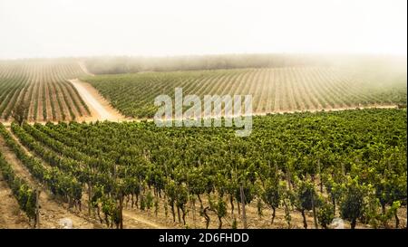 Weinberg im Sommer und Nebel bei Fleury d'Aude Stockfoto