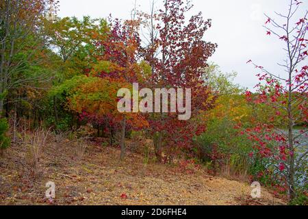 Wolkiger Tag im Audubon Plainsboro Naturschutzgebiet Wanderwege mit Herbstfärbung nähert sich ihrem Ende für die Saison -06 Stockfoto