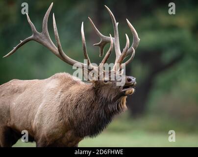 Bulle Elch während der Furche im Herbst Stockfoto