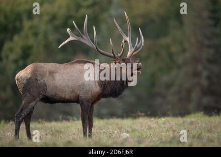 Bulle Elch während der Furche im Herbst Stockfoto