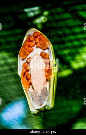 Frosch auf Glas, im Arenal Vulkan Gebiet in costa rica zentralamerika Stockfoto