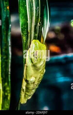 Grüner Frosch auf dem Blatt, im Arenal Vulkan Gebiet in costa rica zentralamerika Stockfoto