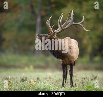 Bulle Elch während der Furche im Herbst Stockfoto