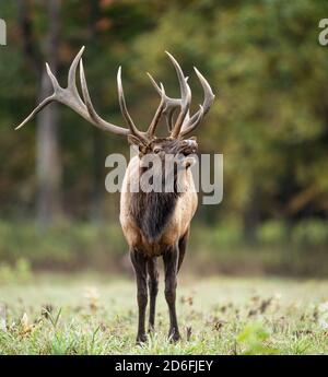 Bulle Elch während der Furche im Herbst Stockfoto