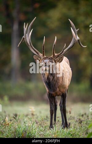 Bulle Elch während der Furche im Herbst Stockfoto