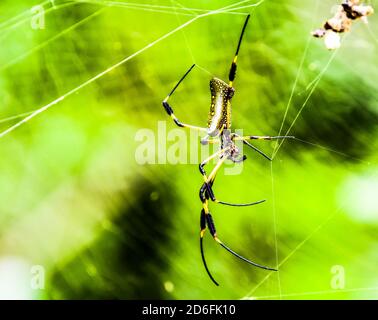 spider im Web, in costa rica zentralamerika Stockfoto