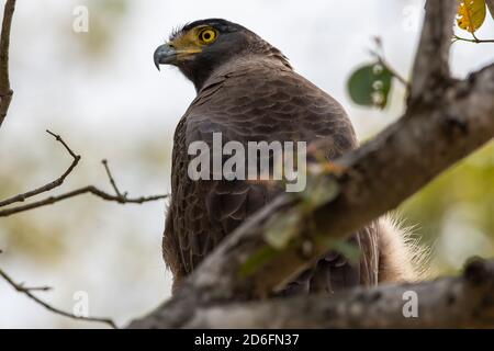 Indischer Schreiadler (Aquila hastata) Barches in einem Baum, während auf der Suche nach Beute in einem Indianerwald Stockfoto