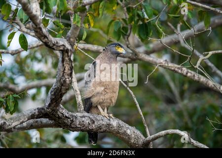 Indischer Schreiadler (Aquila hastata) Barches in einem Baum, während auf der Suche nach Beute in einem Indianerwald Stockfoto