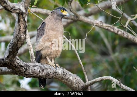 Indischer Schreiadler (Aquila hastata) Barches in einem Baum, während auf der Suche nach Beute in einem Indianerwald Stockfoto