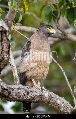 Indischer Schreiadler (Aquila hastata) Barches in einem Baum, während auf der Suche nach Beute in einem Indianerwald Stockfoto