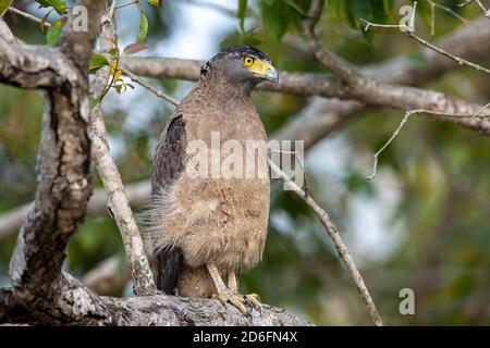 Indischer Schreiadler (Aquila hastata) Barches in einem Baum, während auf der Suche nach Beute in einem Indianerwald Stockfoto