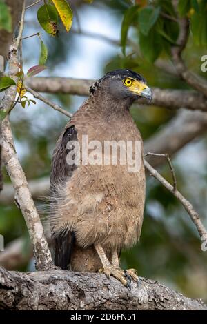 Indischer Schreiadler (Aquila hastata) Barches in einem Baum, während auf der Suche nach Beute in einem Indianerwald Stockfoto