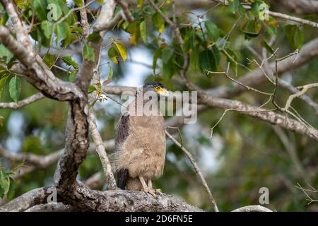 Indischer Schreiadler (Aquila hastata) Barches in einem Baum, während auf der Suche nach Beute in einem Indianerwald Stockfoto