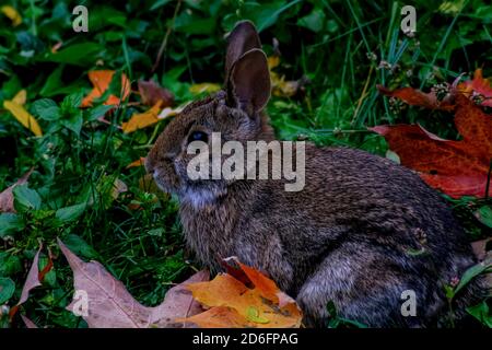 Ein östlicher Hase aus Baumwollschwanz sitzt im Gras zwischen herbstlichen Blättern. Stockfoto