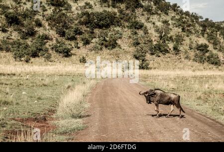 African Blue Wildebeest überquert einen Feldweg in einem Süden African Wildlife Reserve Stockfoto