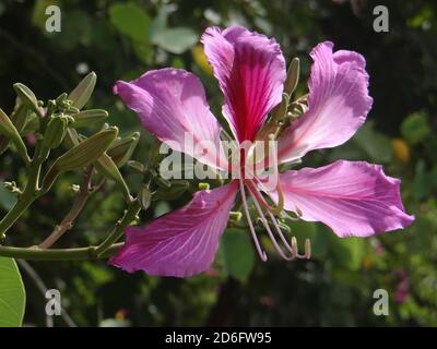 Schöne rot-blühte Kamelfuß Hong Kong Orchideenbaum Blumen Stockfoto