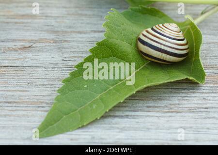 Nahaufnahme des grünen Blattes mit der Schnecke auf dem Holzbrett. Geringe Schärfentiefe. Konzentrieren Sie sich auf die Blume. Stockfoto