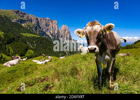 Eine Herde Kühe weidet auf den grünen Weiden der Seiser Alm, der Seiser Alm, dem Schlern, dem Schlern, in der Ferne. Stockfoto