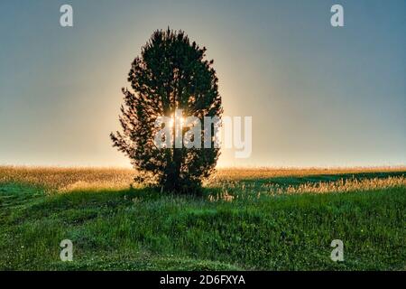 Hügelige Agrarlandschaft mit grünen Weiden und einer Nadelbaum mit der aufgehenden Sonne hinter der Seiser Alm. Stockfoto