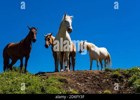 Zwei weiße und zwei braune Pferde stehen auf grünen Weiden auf der Seiser Alm. Stockfoto
