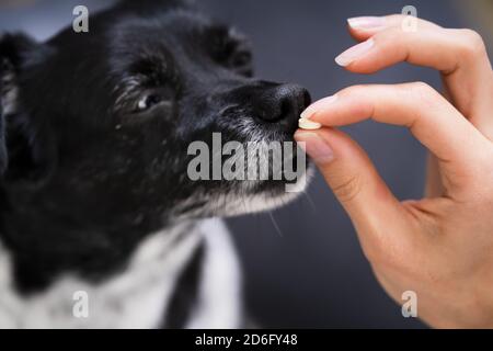 Animal Dog Pille Behandlung Oder Medikamente In Der Hand Stockfoto