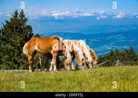 Haflingerpferde weiden auf grünen Weiden auf der Seiser Alm. Stockfoto