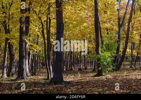 Herbstwald mit abgefallenen Blättern und Sonnenlicht, das durch die Baumkronen bricht. Stockfoto