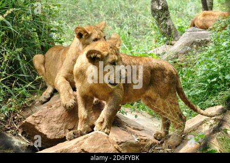 Löwe, Cub Stockfoto